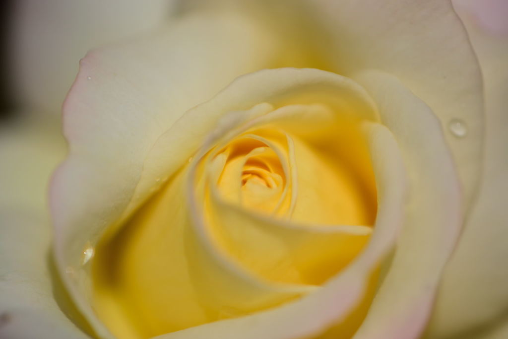 薔薇　ダブルデライト