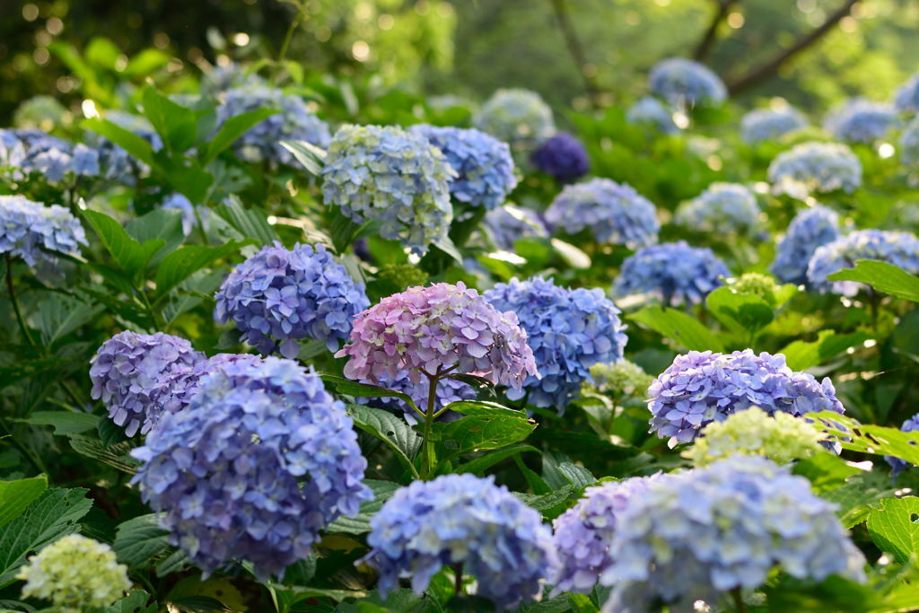 紫陽花　夕暮れ