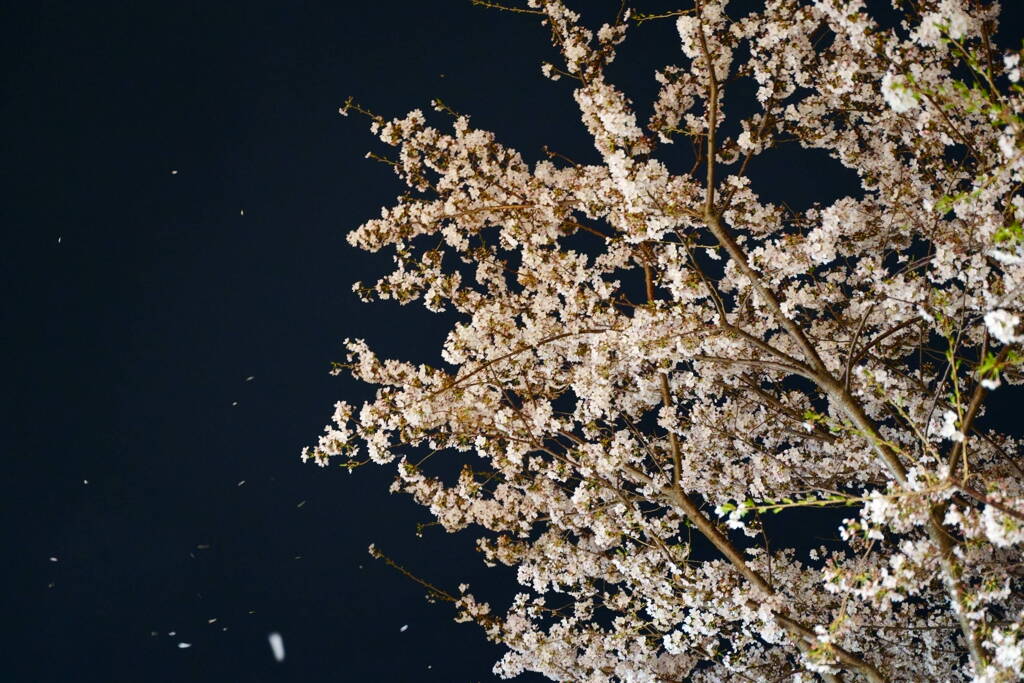 花散らしになるのかな