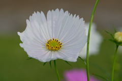 秋桜　カップケーキ