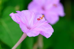 オシロイバナ　ピンク