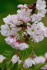 桜　紫桜