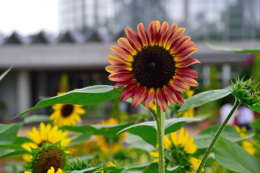 モネパレット　５