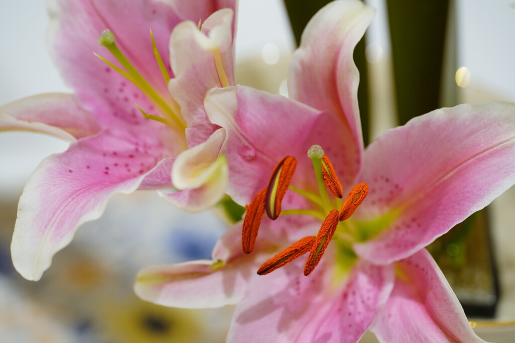 オリエンタルリリー