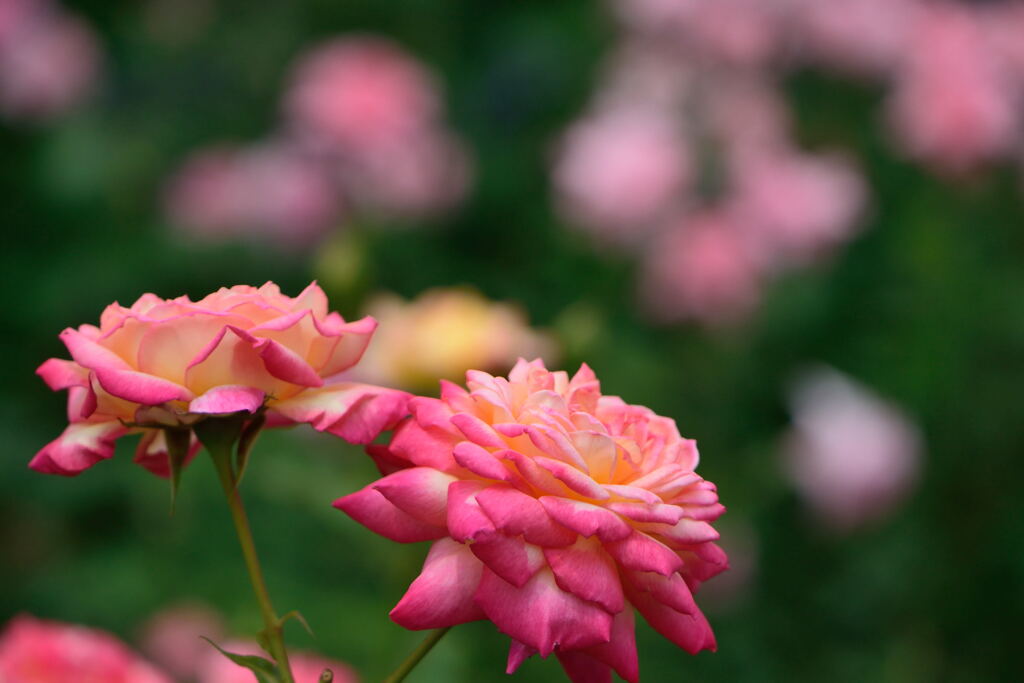 薔薇　朝雲　６