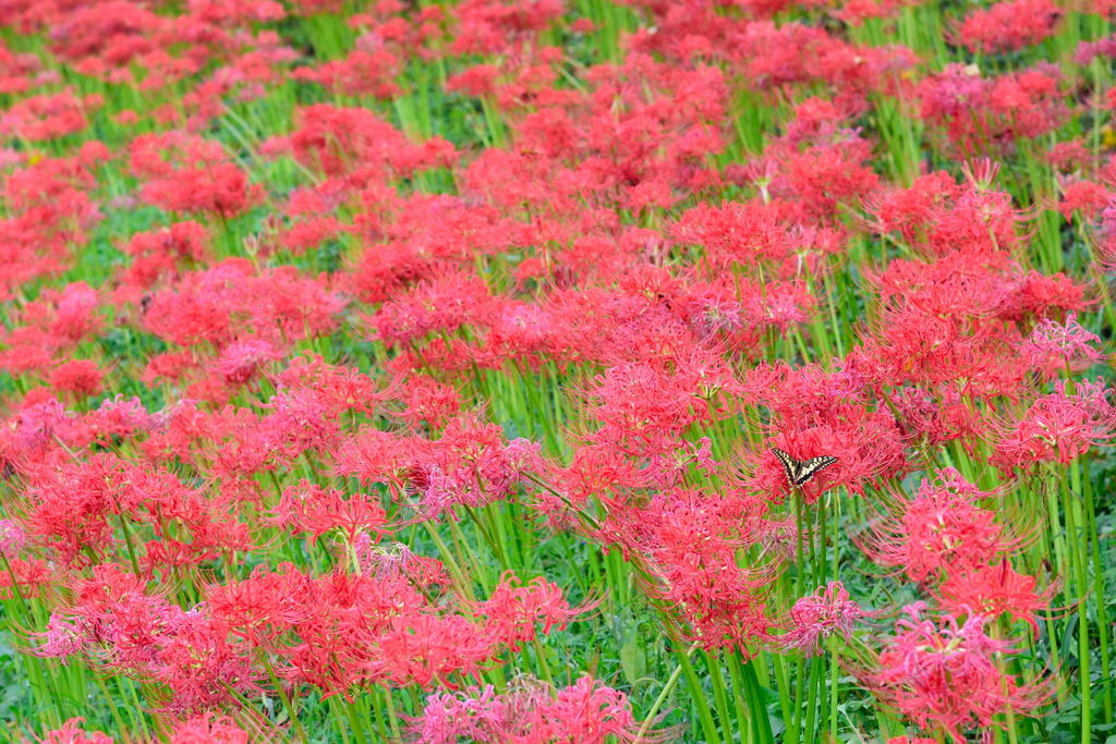 権現堂　彼岸花　７