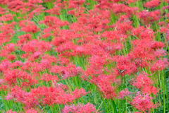 権現堂　彼岸花　７