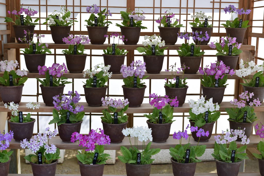 日本桜草　展示風景