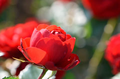 秋薔薇　イングリット・ウェイブル