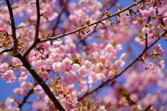 河津桜　４