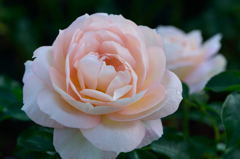 薔薇　マリー　アントワネット