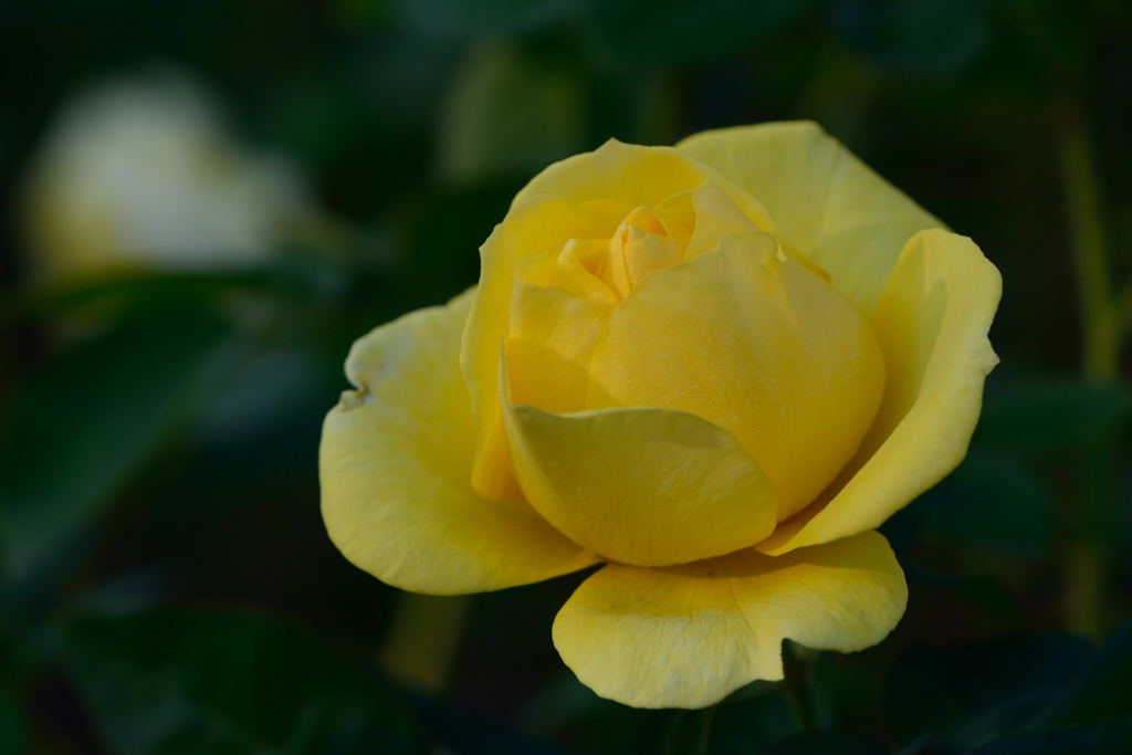 薔薇　伊豆の踊子