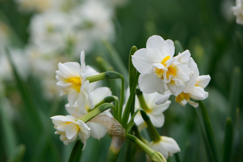 日本水仙　八重