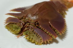 ウチワエビ