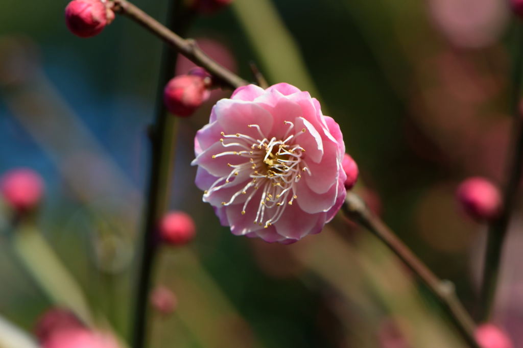 梅　楠玉