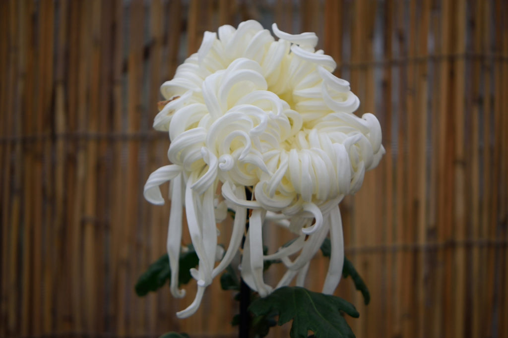 古典菊　冨山の雲