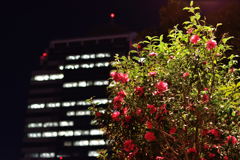 山茶花　夜景