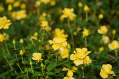 薔薇　ヘルムット　シュミット
