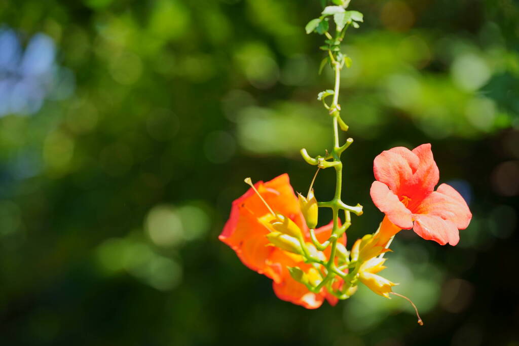 凌霄花