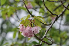 桜　アズマニシキ