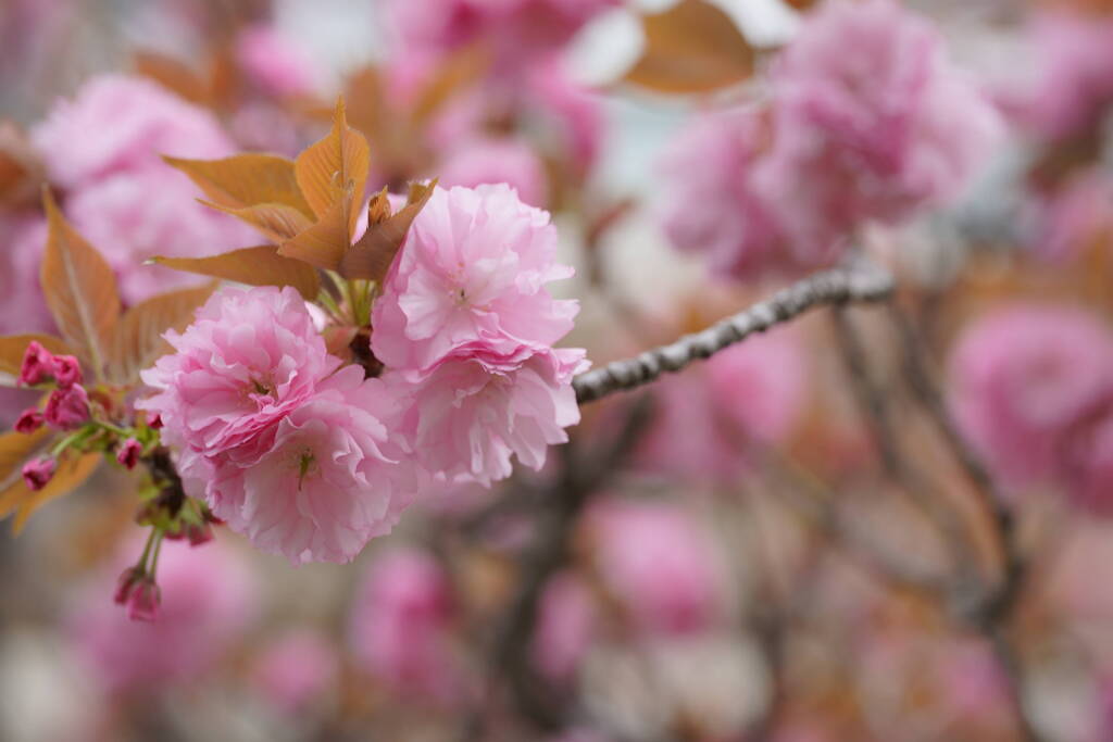 桜　関山