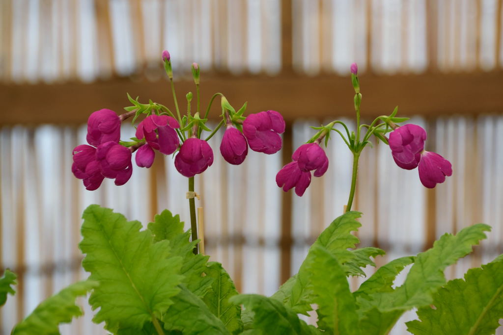 日本桜草　玉珊瑚