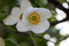 秋明菊