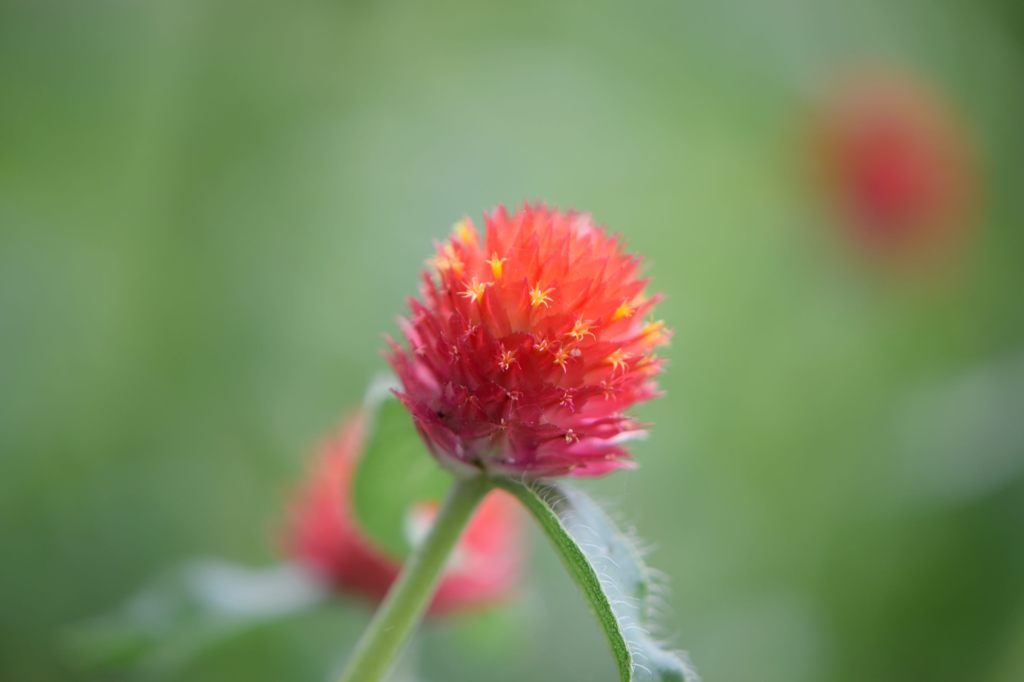 千日紅