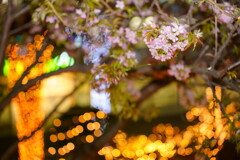 ヒマラヤ桜　イルミネーション