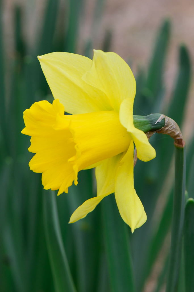 ラッパ水仙　縦