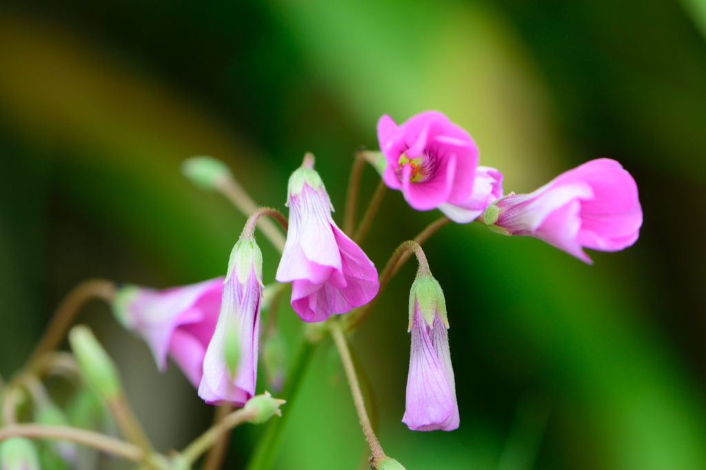 ムラサキカタバミ