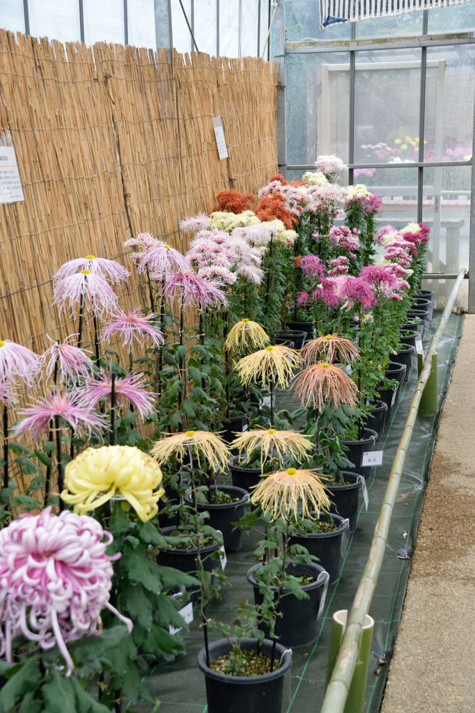 古典菊　エピローグ２