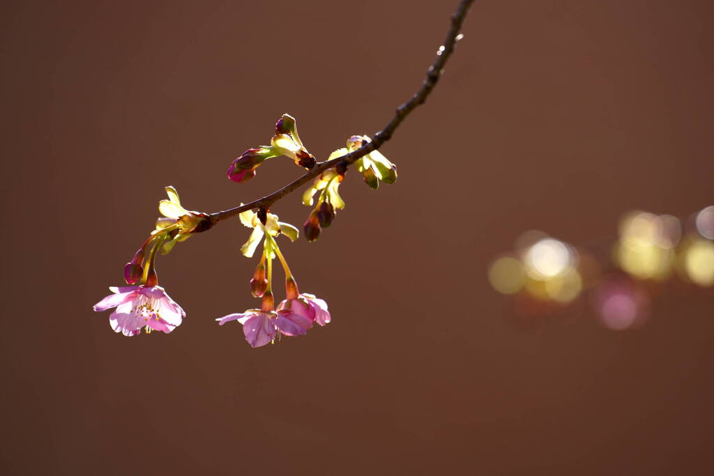 河津桜　３