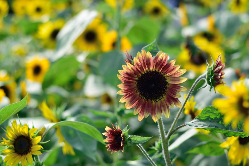 ヒマワリ　モネパレット　２