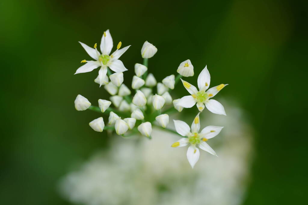 ニラの花　５