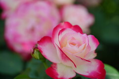 薔薇　ジュビレ　デュ　プリンス　ドゥ　モナコ