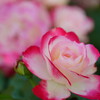 薔薇　ジュビレ　デュ　プリンス　ドゥ　モナコ