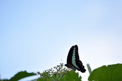 アオスジアゲハと青空