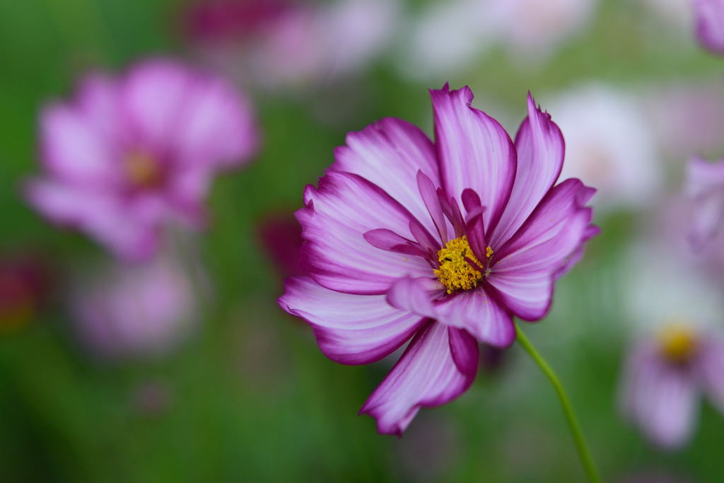 秋桜　フィジーローズピコティ　４