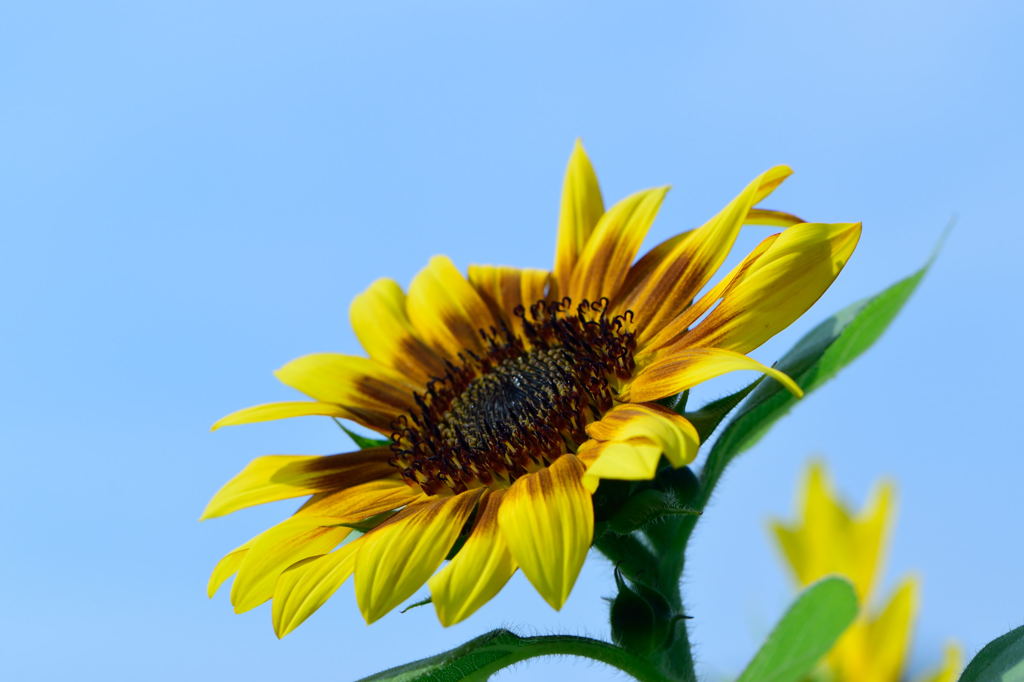 向日葵　モネパレット　８