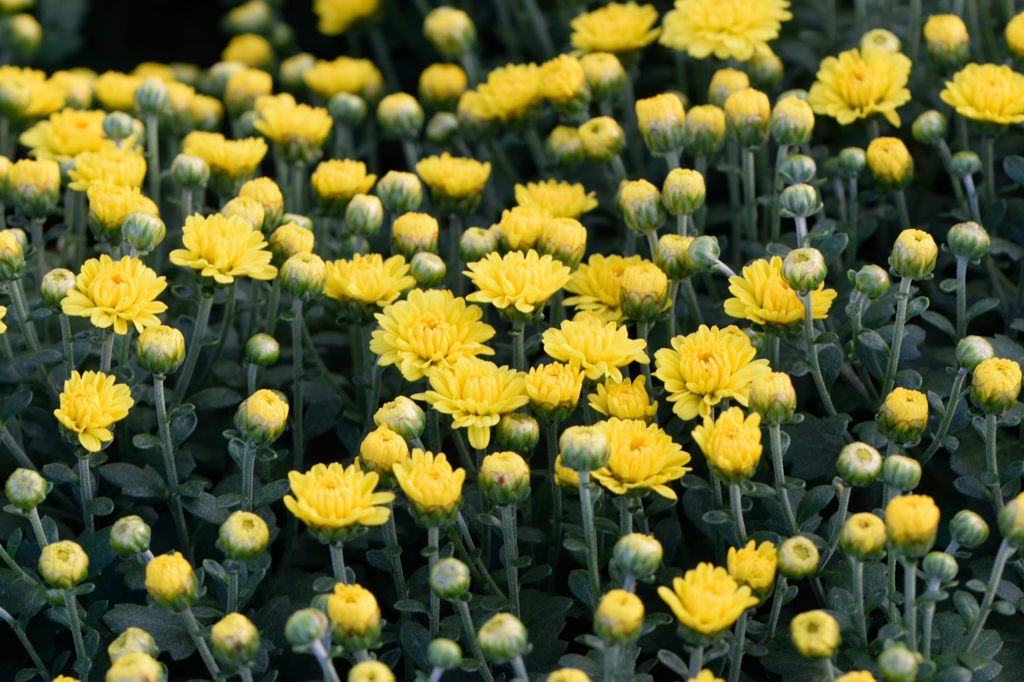 菊菊菊菊