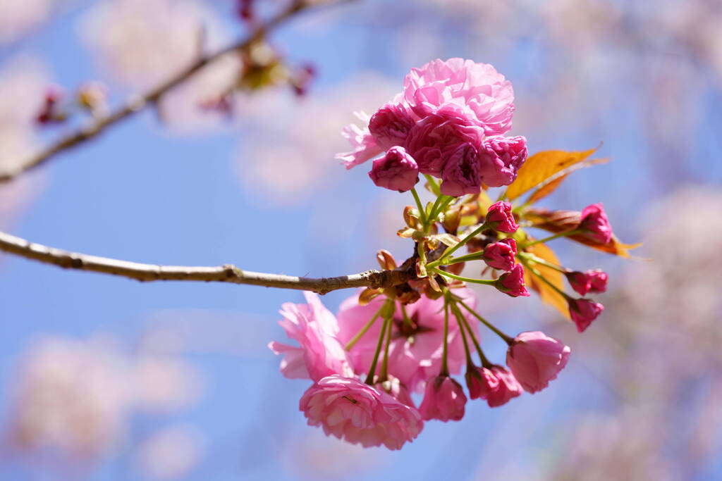 桜　関山