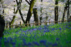 ムスカリと桜の競演