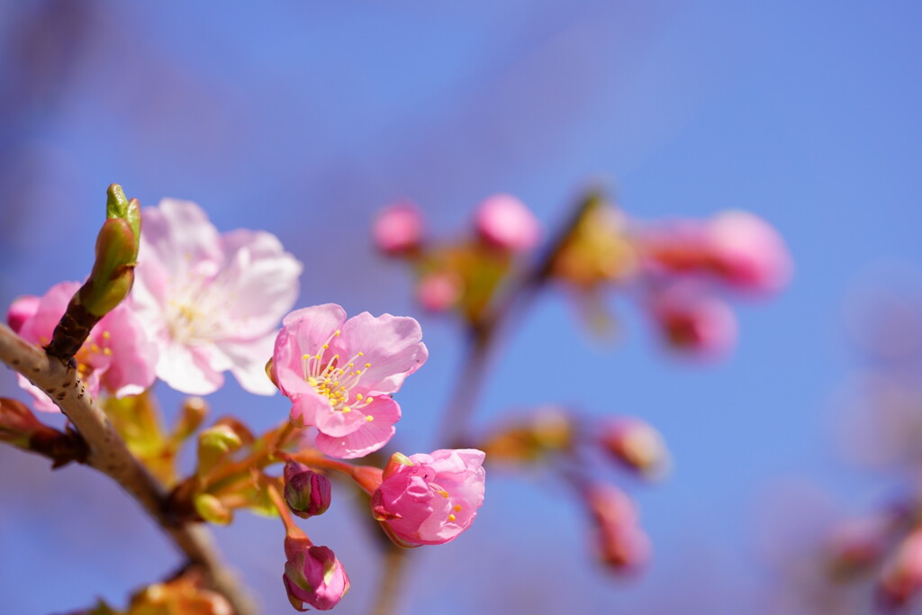 河津桜　３