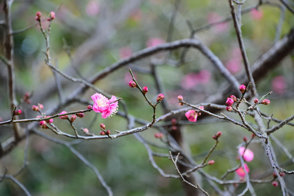 紅梅も咲きだしました