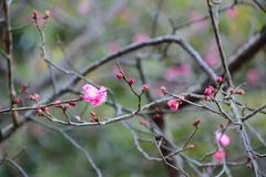 紅梅も咲きだしました