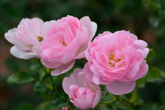 薔薇　セプタード　アイル