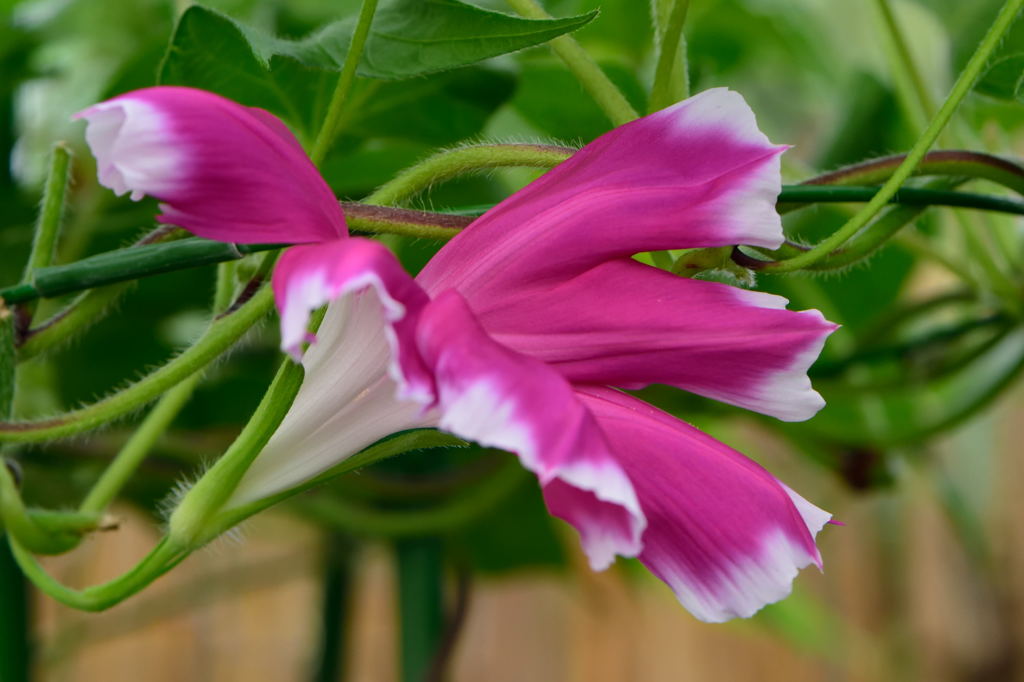 朝顔　青蜻蛉丸笹葉紅覆輪切咲