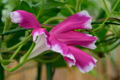 朝顔　青蜻蛉丸笹葉紅覆輪切咲