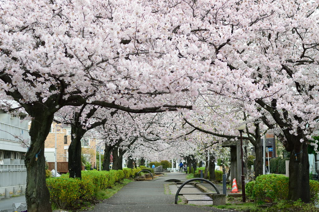 桜トンネル　しおかぜ緑道